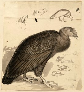 Condor door Edward Lear